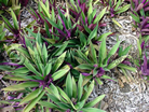 Barbados Flora 3